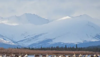 Global-scale Animal Ecology Reveals Behavioral Changes in Response to Climate Change
