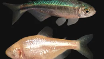 New Research Identifies How Blind Cavefish Lose Their Eyes