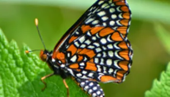 Help Bring the Baltimore Checkerspot Butterfly Back to College Park