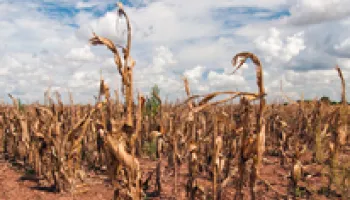 Climate Change May Sharply Reduce U.S. Agriculture Output by 2050, New Model Warns