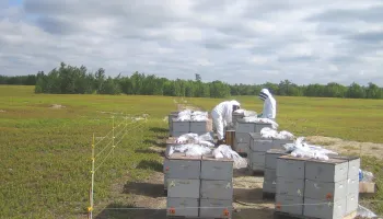 On-Farm Study: Common Chemicals Harm Honey Bees’ Health
