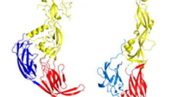 New Link Found Between Sex and Viruses