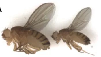 "Diabetic flies" can speed up disease-fighting research