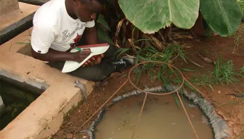 Transgenic Fungus Rapidly Killed Malaria Mosquitoes in West African Study