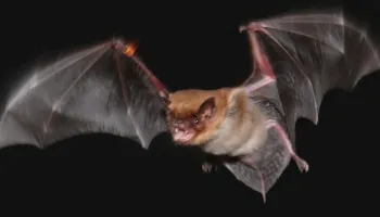 What goes on in the brain of a bat or rat on the move?