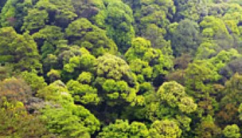 Scientists Discover Interaction Between Good and Bad Fungi That Drives Forest Biodiversity