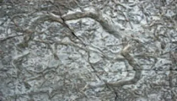 First Critters to Kick Up Dust on the Seafloor Immediately Affected Ocean Chemistry