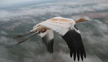 Whooping cranes stay the course when they follow a wise old bird