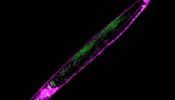 New Mechanism of Epigenetic Inheritance Could Advance Study of Evolution and Disease Treatment