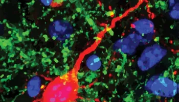 A Short Stay in Darkness May Heal Hearing woes