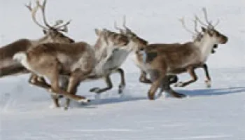 A Data Desert in the Arctic and Subarctic Forests Is Hindering Efforts to Study how Wildlife is Adapting to Climate Change