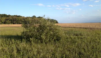 With Fewer Hard Frosts, Tropical Mangroves Push North