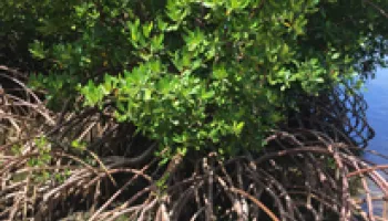 Coastal Wetlands Excel at Storing Carbon