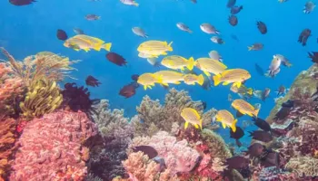 Climate-Driven Species Loss Coming Sooner than Expected