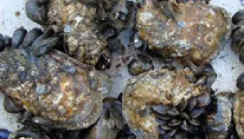 Study Puts Some Mussels into Bay Restoration