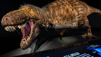 Study Refutes Claim that Tyrannosaurus Rex Was Three Separate Species