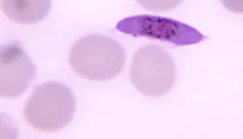 New Study Answers Key Public Health Question in Battle Against Malaria