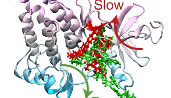 New Computer Simulation Cracks Mystery of Cancer Drug Resistance