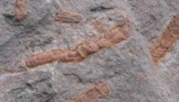 Study Explains Ancient Animal Fossilization