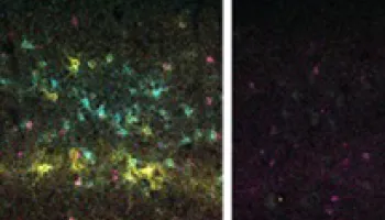 Visual Deprivation Lowers Threshold for Enzymatic Pathway that Rejuvenates Synaptic Plasticity in the Brain