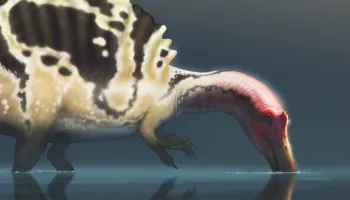 Spinosaurus Was More Heron than Crocodile