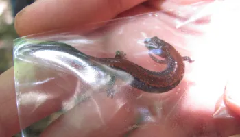 Salamanders Shrinking as Their Mountain Havens Heat Up