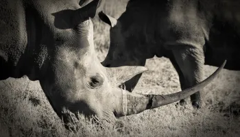 Terrapin One gives African rhino poachers reason to Fear the Turtle