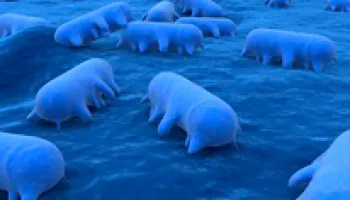 Extreme Heat and Precipitation Are Increasing Salmonella Infections, UMD Study Shows