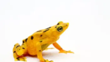 Fungal Disease Threatens Hundreds of Amphibian Species Worldwide