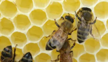 High Number of Pesticides Within Colonies Linked to Honey Bee Deaths