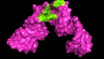 UMD Researchers Develop Tools to Sharpen 3D View of Large RNA Molecules