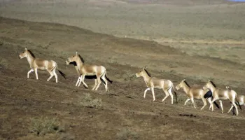 Who Goes Farthest? The World’s Longest Wild Animal Terrestrial Migrations And Movements