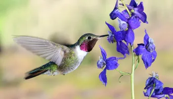 Hummingbirds See Colors Humans Can Only Imagine