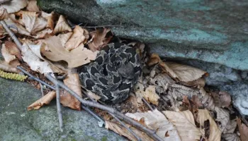  Timber rattlesnakes indirectly benefit human health 