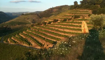 Climate change expert toasts Pacific NW vineyards 