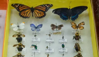 Fighting the ‘Insect Apocalypse’ With Knowledge