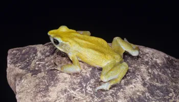 Malaria Spike Linked to Amphibian Die-off
