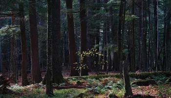 Modeling Historical Biomass Could Be Key to Buffering Climate Change