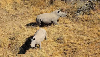 To Protect Rhinos, Researchers Turn to New AI Tech