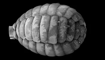 New UMD Biologist Studies How Organisms Steal Each Other’s DNA