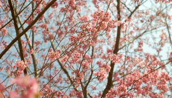 UMD Biological Sciences Ph.D. Student Wins 2026 Cherry Blossom Prediction Competition