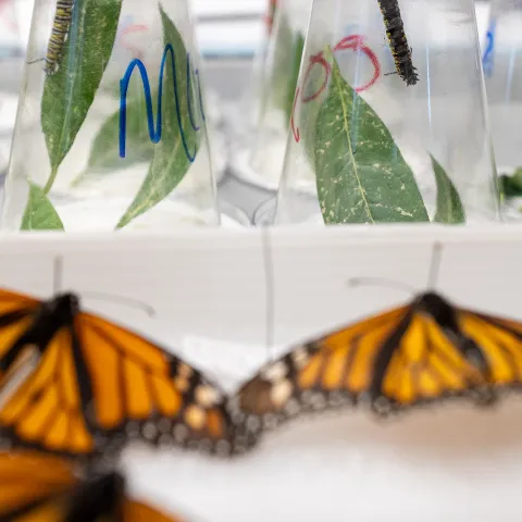 Samples of plants and butterflies