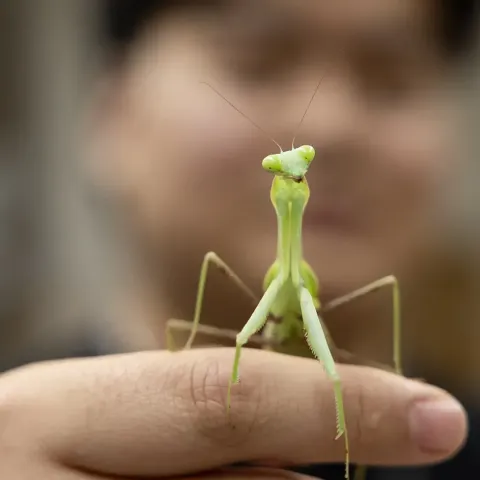 grasshopper