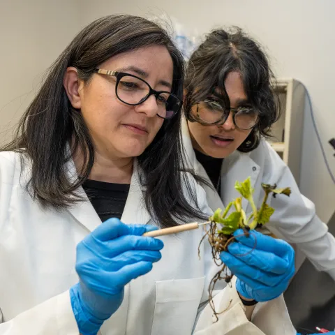 Two people wearing glasses, lab coats and blue gloves looking at a plant sample