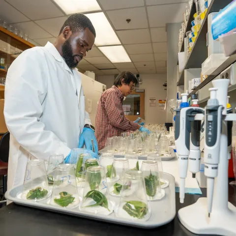 A person in a labcoat and blue gloves looking down at plant samples on the lab bench