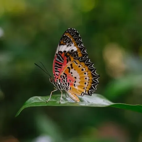butterfly