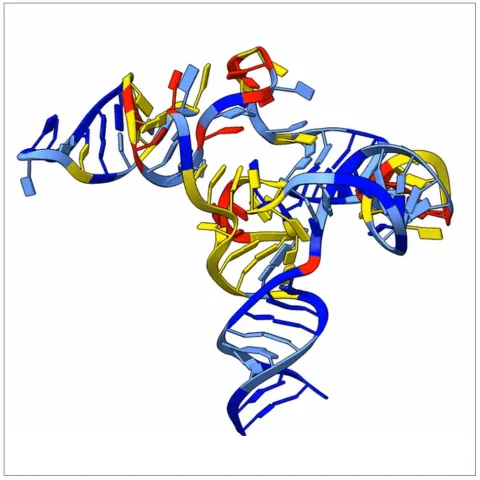 3d rna structure