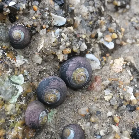 snails
