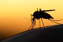 mosquito stock photo