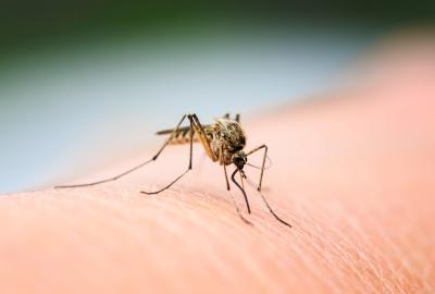 mosquito on human